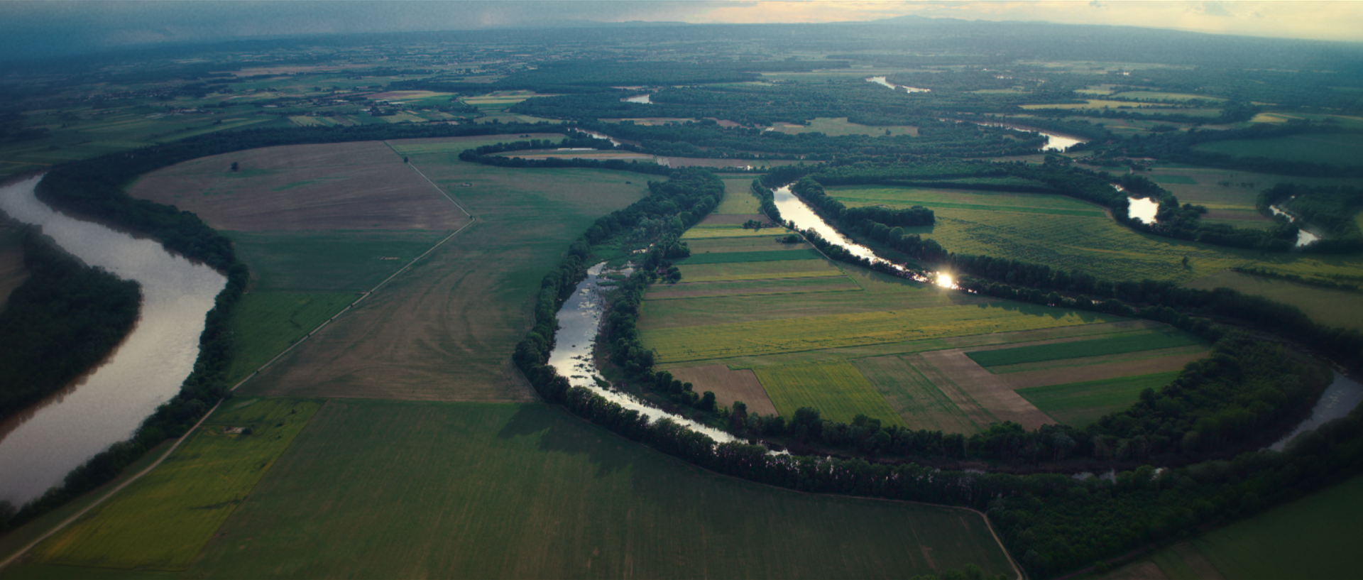 A well-kept lemon grove with straight green rows and bags of fresh-picked lemons