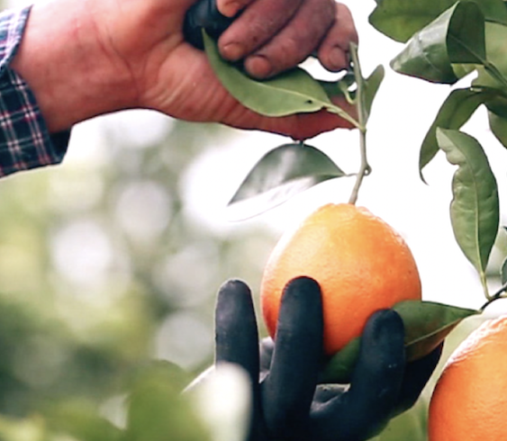 Orange picked from tree