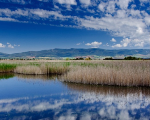 A marsh with mountains in the background